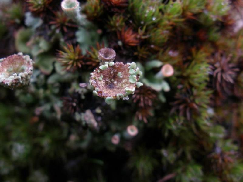 Cladonia monomorpha (door Maarten Langbroek)