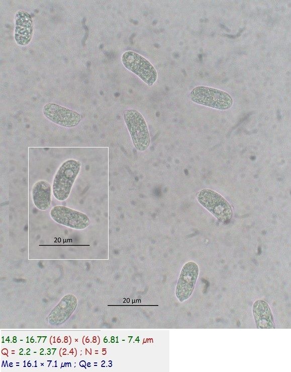 Eichleriella deglubens (door Laurens van der Linde)