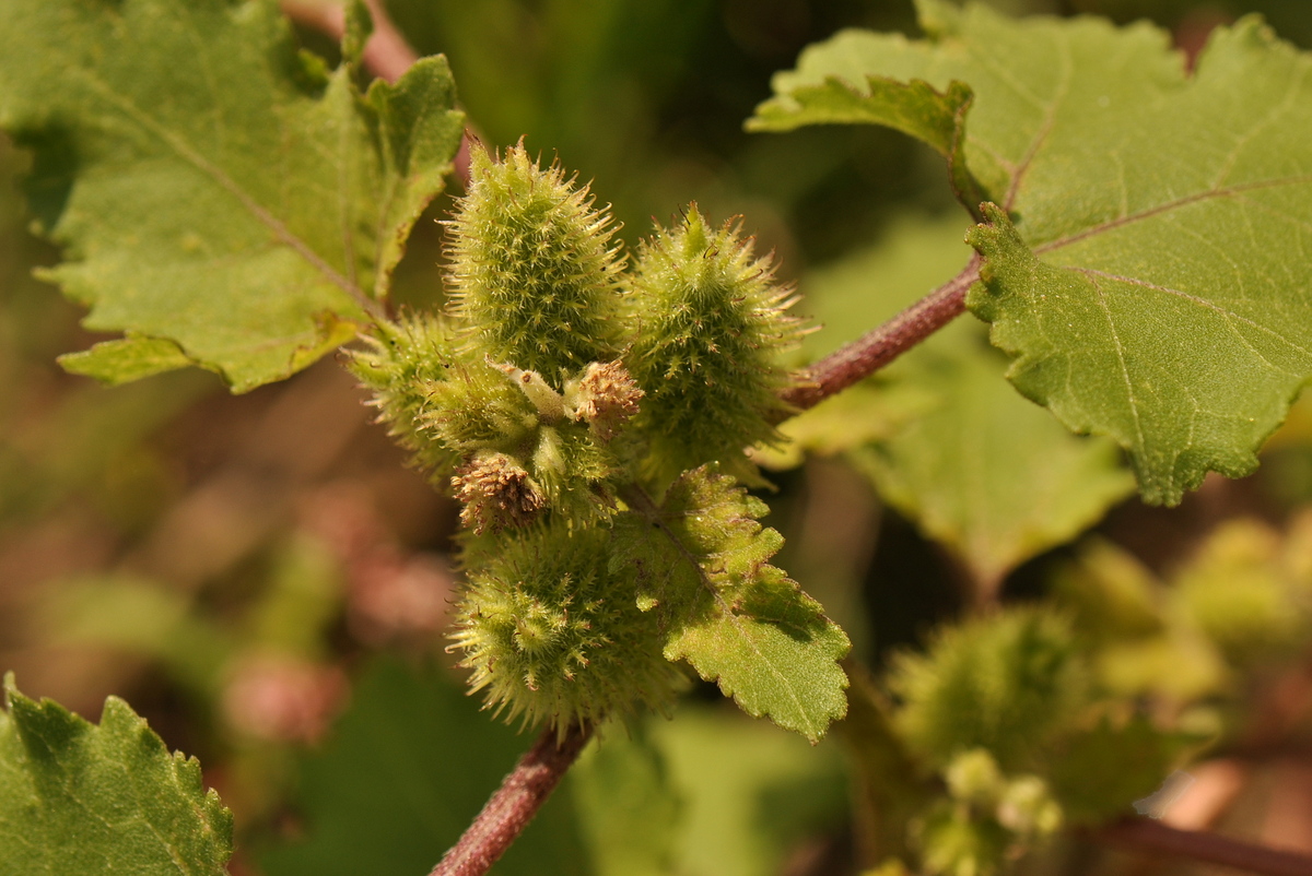 Xanthium orientale/strumarium (door Willie Riemsma)