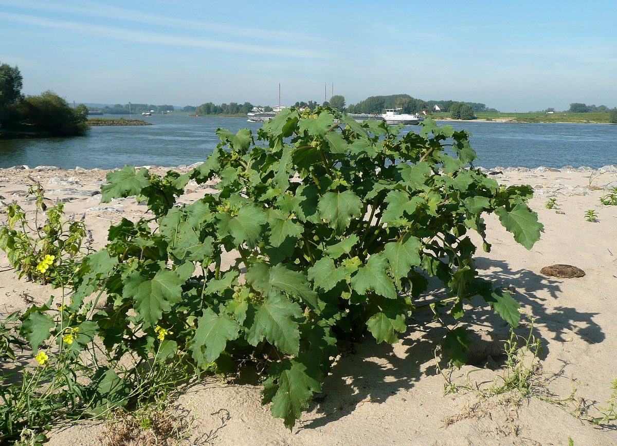 Xanthium orientale/strumarium (door Willie Riemsma)