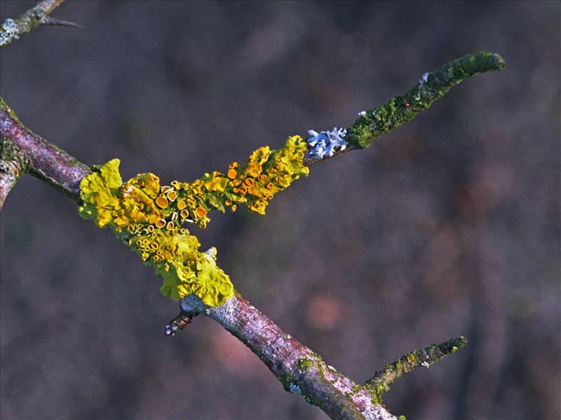 Xanthoria parietina (door Ab H. Baas)