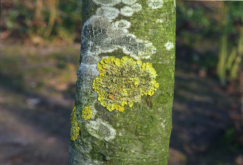 Xanthoria parietina (door Ab H. Baas)