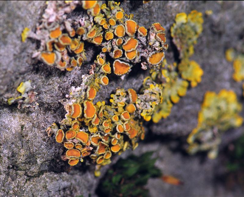 Xanthoria parietina (door Ab H. Baas)