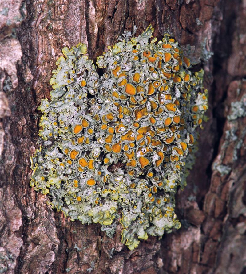 Xanthoria parietina (door Ab H. Baas)