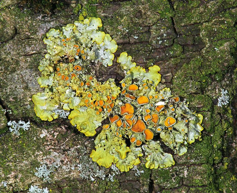 Xanthoria parietina (door Ab H. Baas)