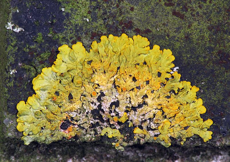 Xanthoria parietina (door Ab H. Baas)