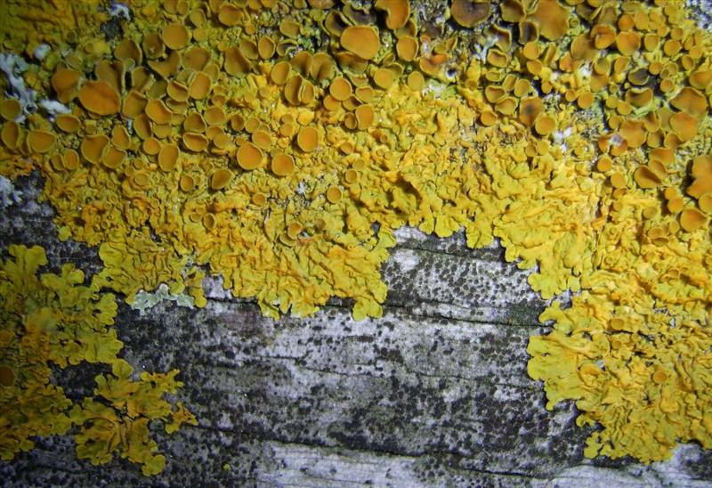 Xanthoria parietina (door Henk Timmerman)