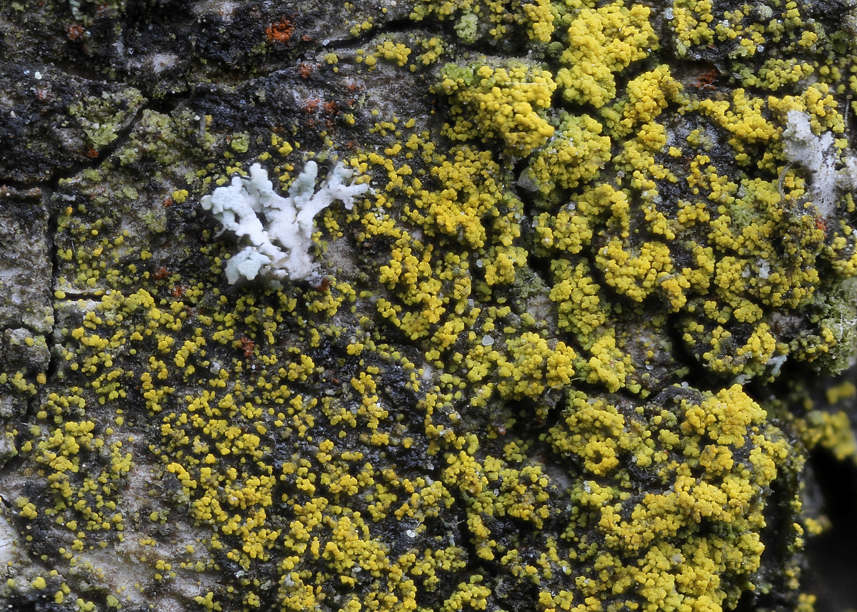 Candelariella vitellina (door Arjan de Groot)