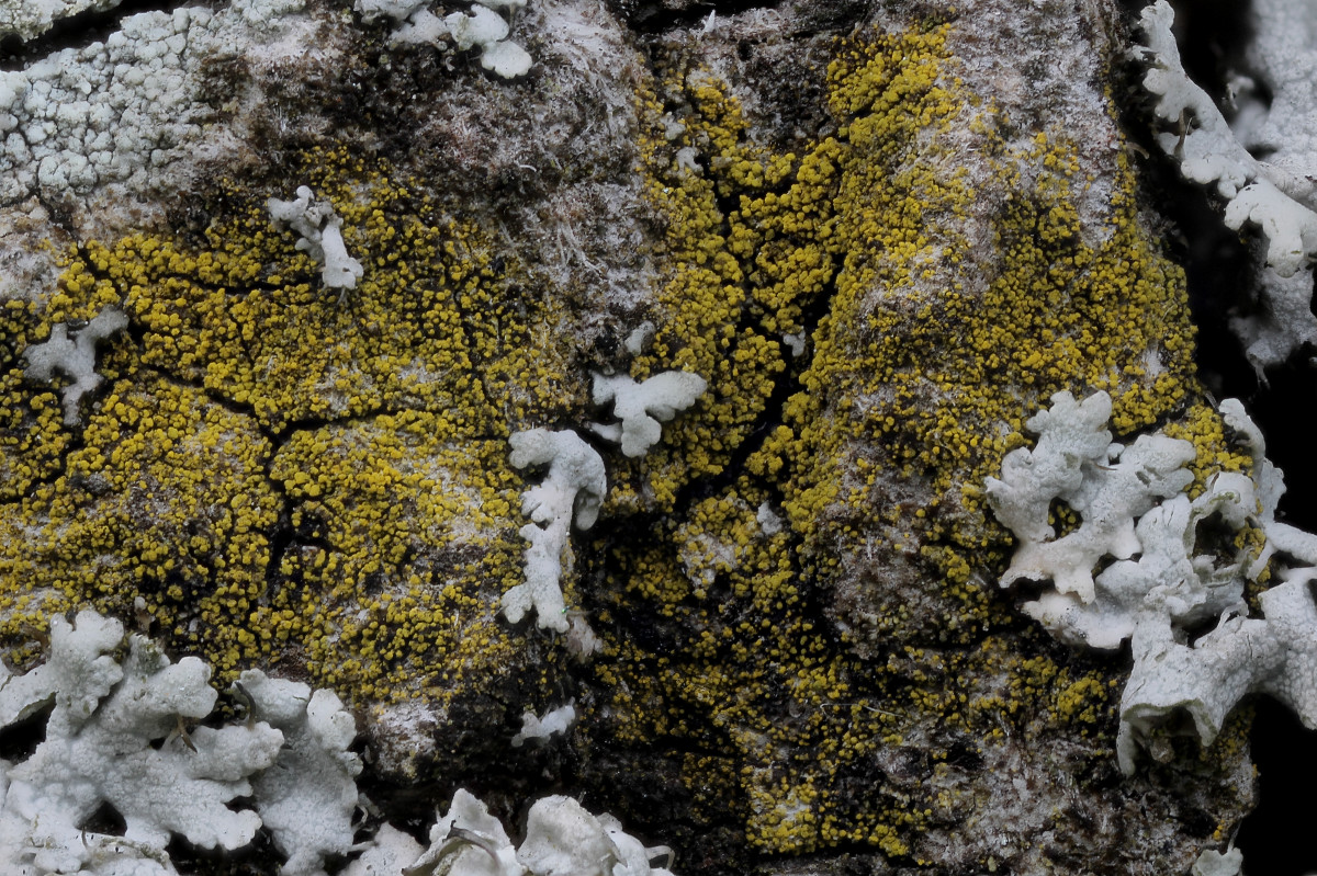 Candelariella xanthostigma (door Arjan de Groot)