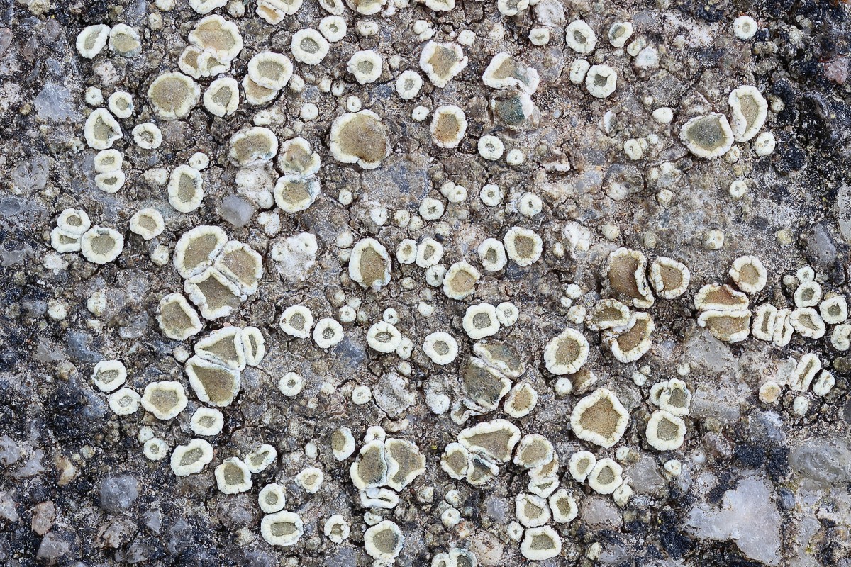 Lecanora xanthostoma (door Arjan de Groot)