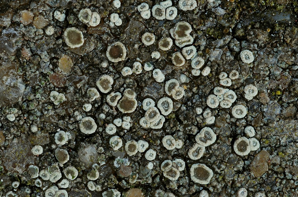 Lecanora xanthostoma (door Arjan de Groot)