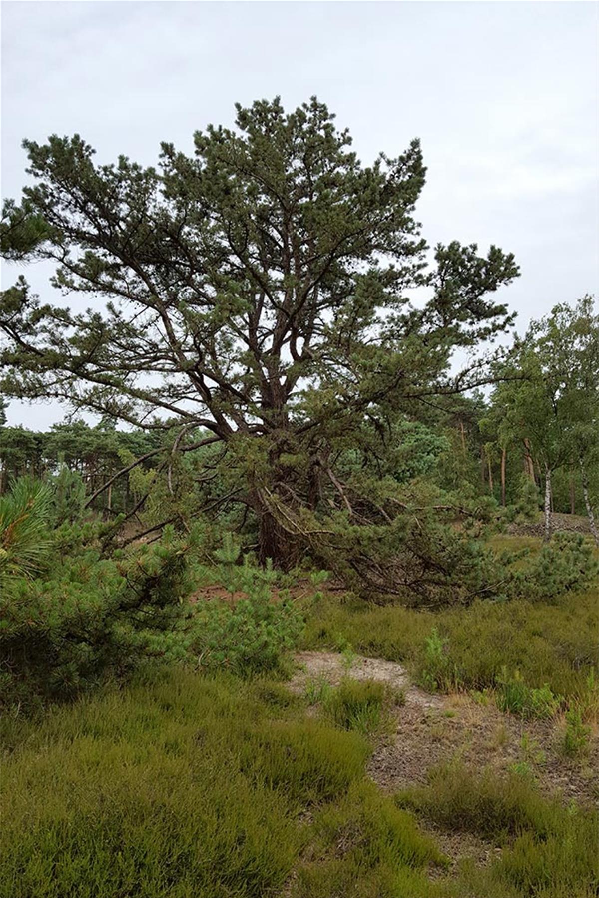 Pinus rigida (door Valentine Kalwij)