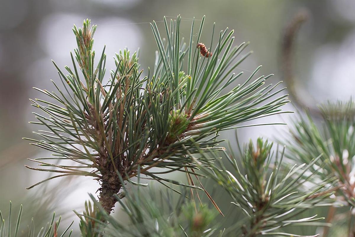 Pinus rigida (door Valentine Kalwij)