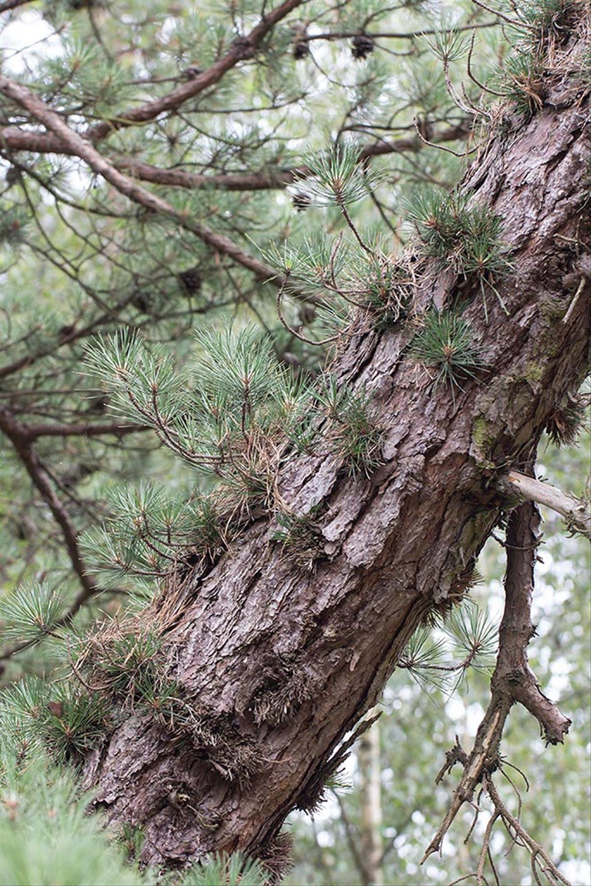Pinus rigida (door Valentine Kalwij)