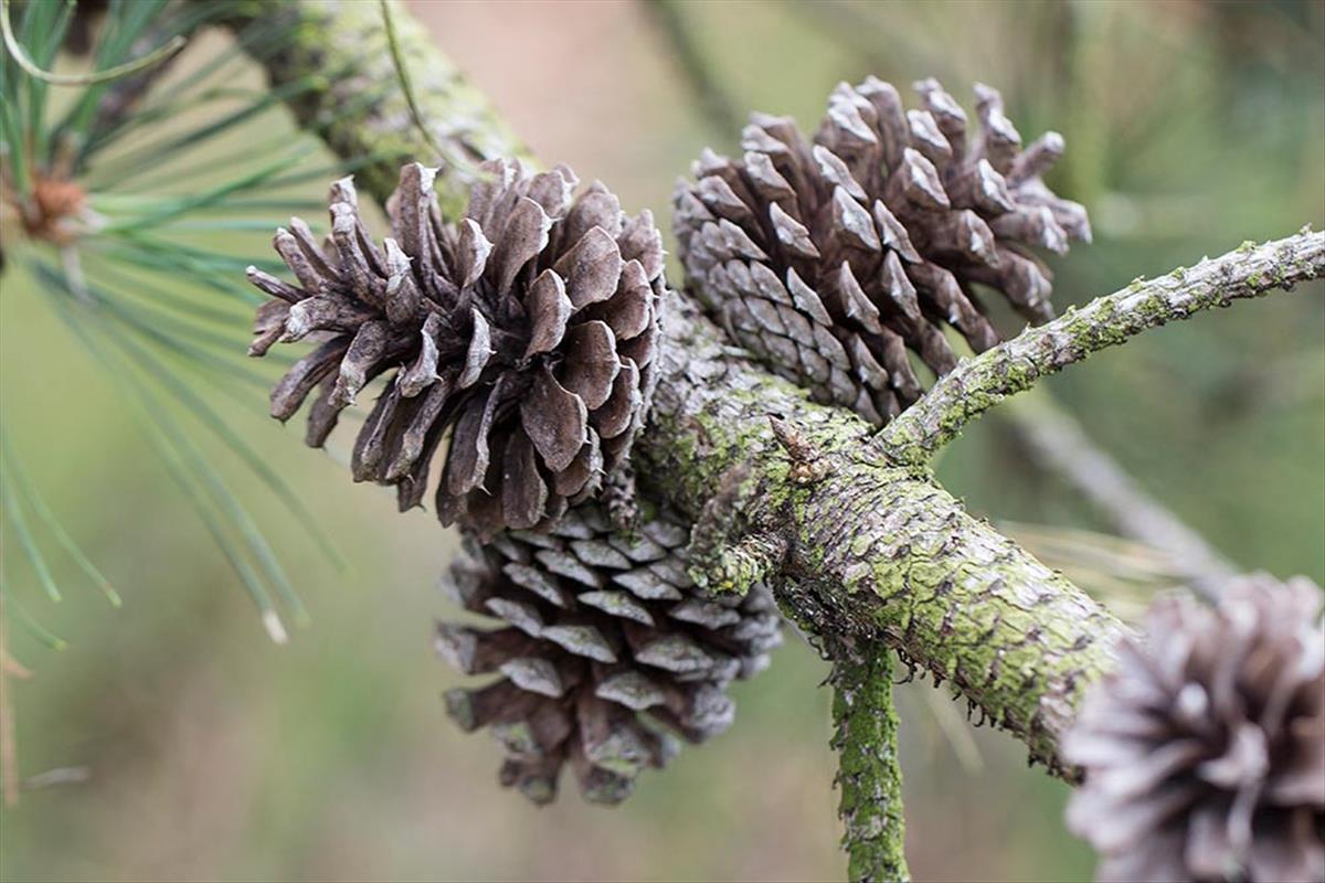 Pinus rigida (door Valentine Kalwij)