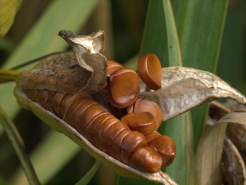 Iris pseudacorus (door Peter Hegi)