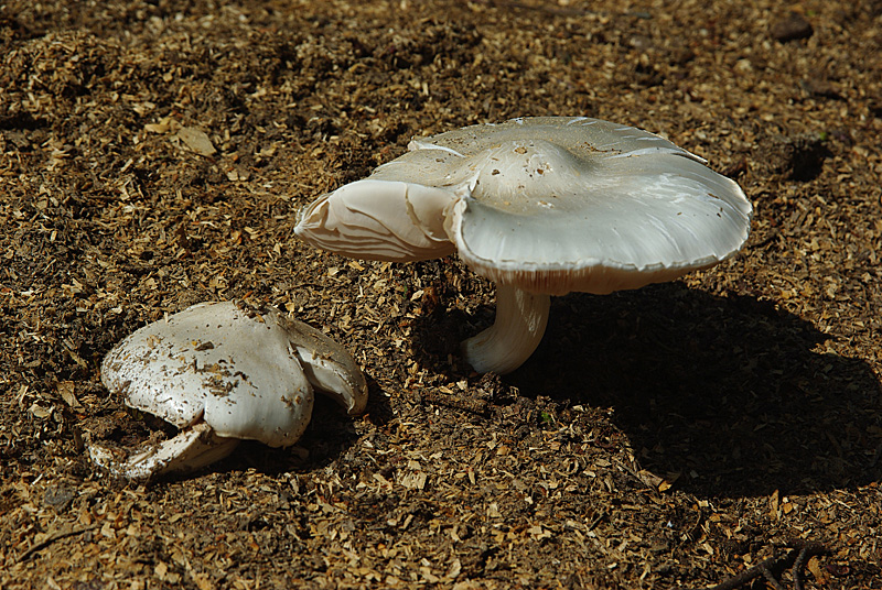 Pluteus petasatus (door Hans Adema)