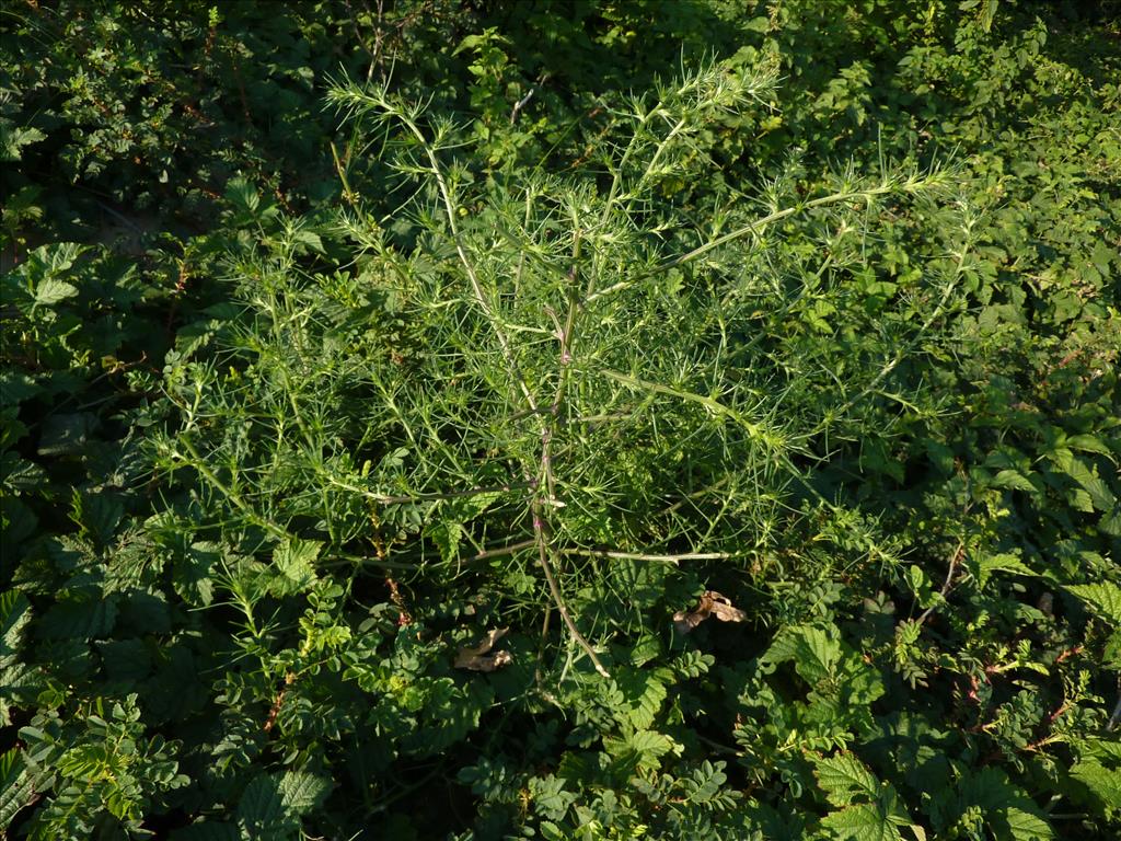 Salsola tragus (door Koen van Zoest)