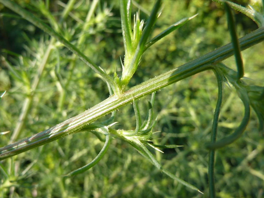 Salsola tragus (door Koen van Zoest)