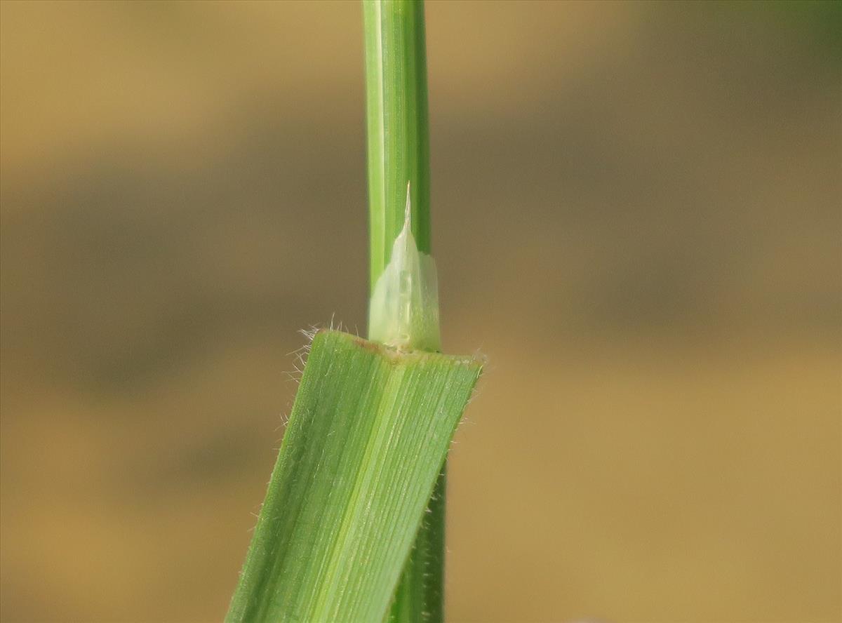 Avenula pubescens (door Grada Menting)