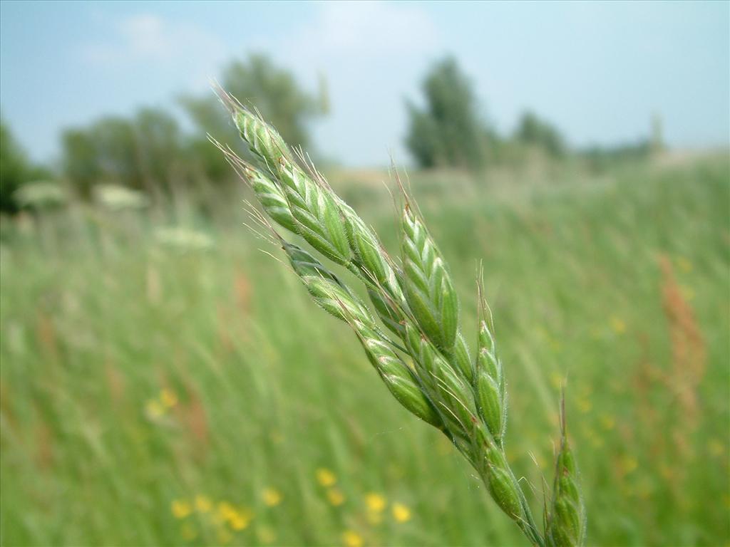 Bromus hordeaceus (door Dick Kerkhof)