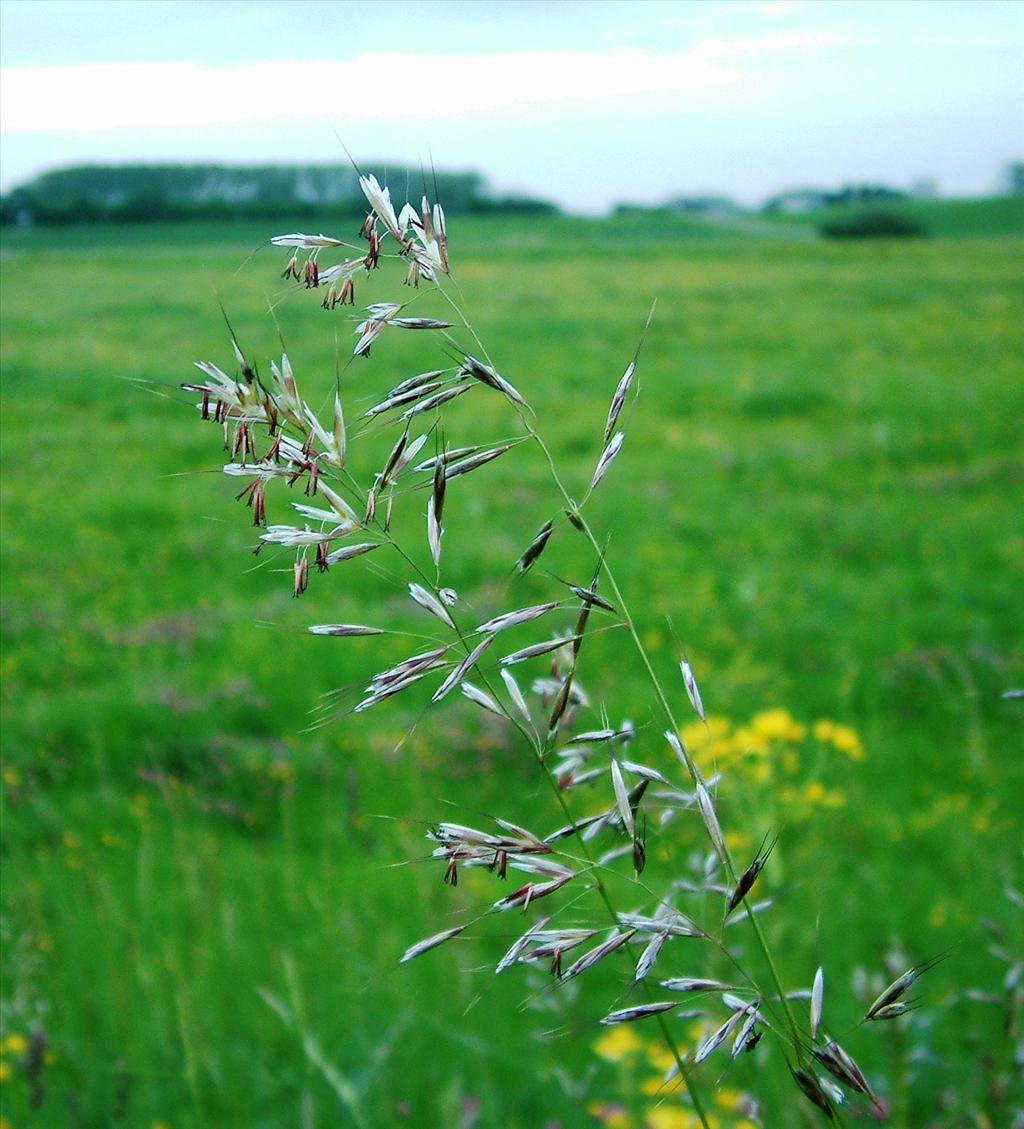 Avenula pubescens (door Dick Kerkhof)