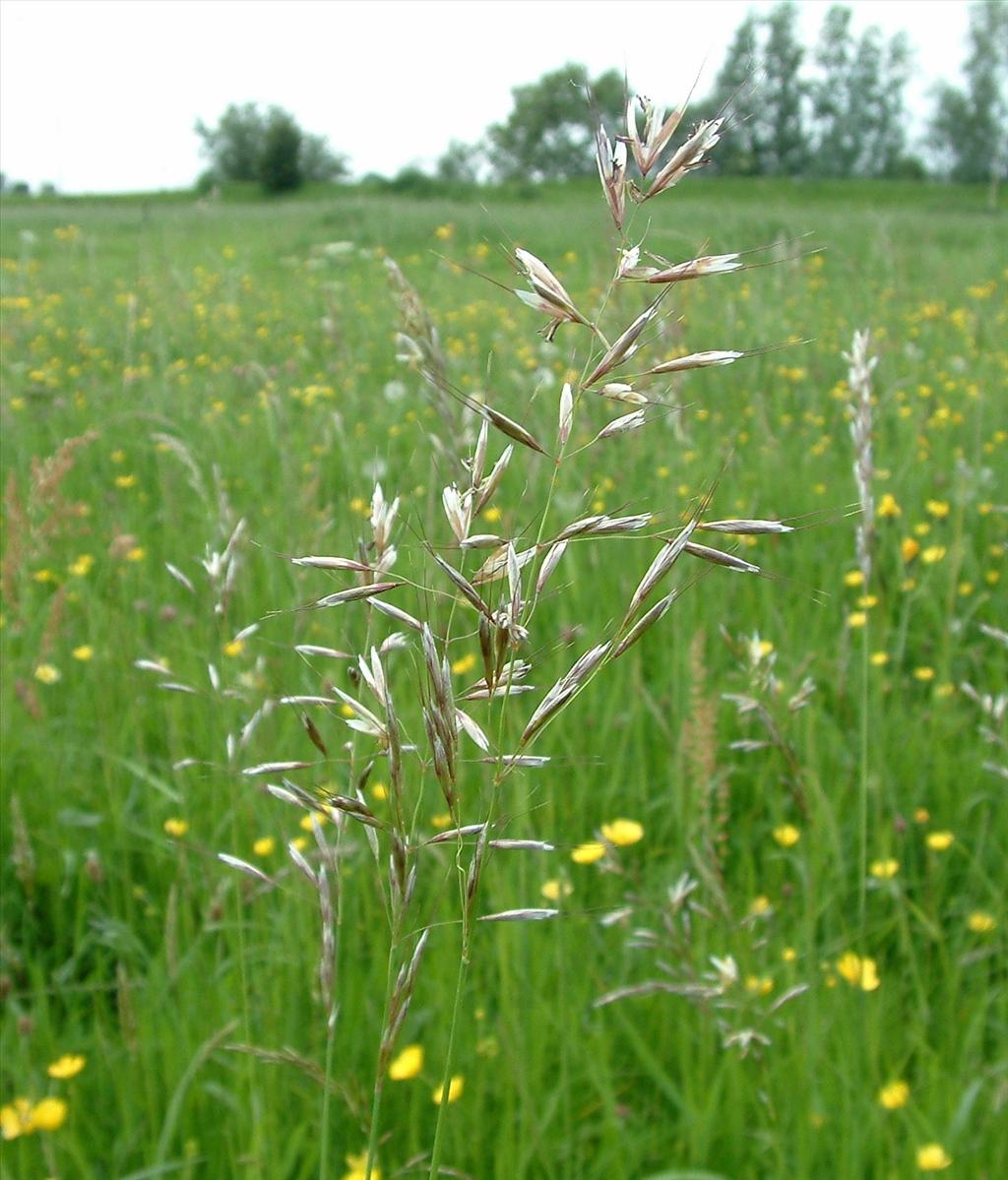Avenula pubescens (door Dick Kerkhof)