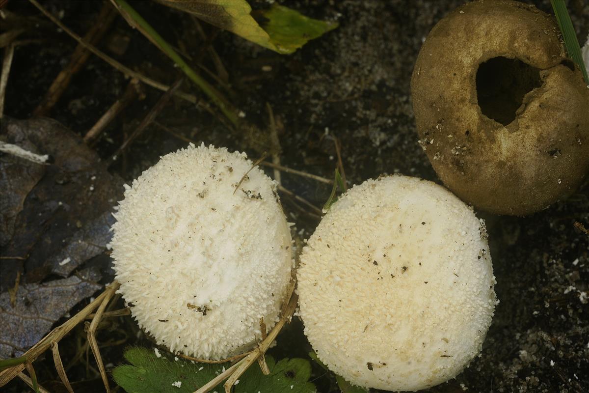 Lycoperdon molle (door Henk Remijn)