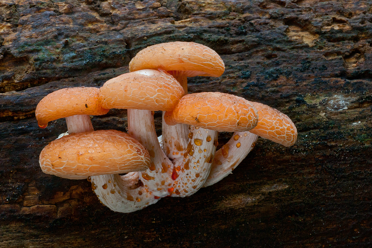 Rhodotus palmatus (door John Breugelmans)