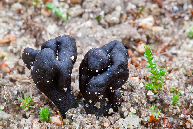 Geoglossum arenarium (door John Breugelmans)