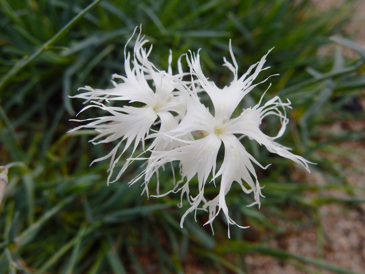 Dianthus arenarius (door Ed Stikvoort | Saxifraga)