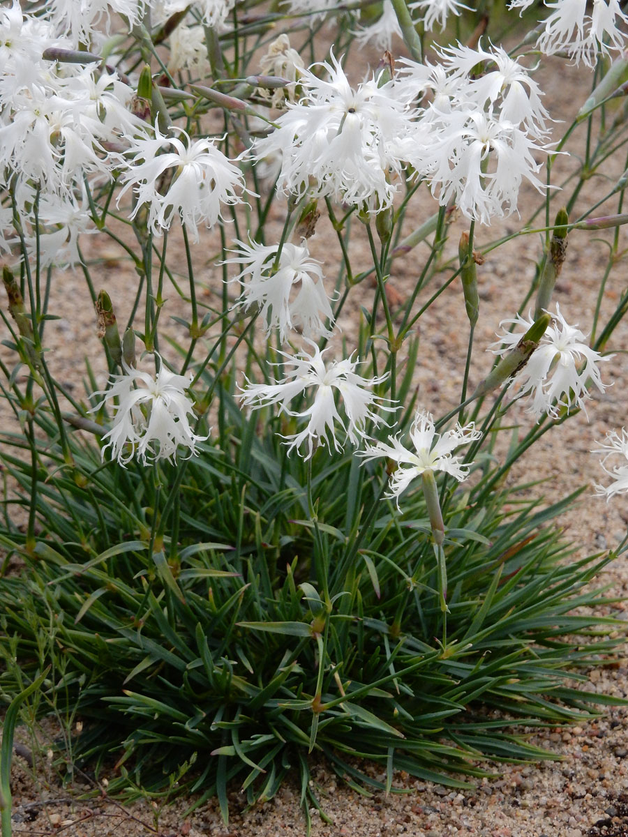 Dianthus arenarius (door Ed Stikvoort | Saxifraga)