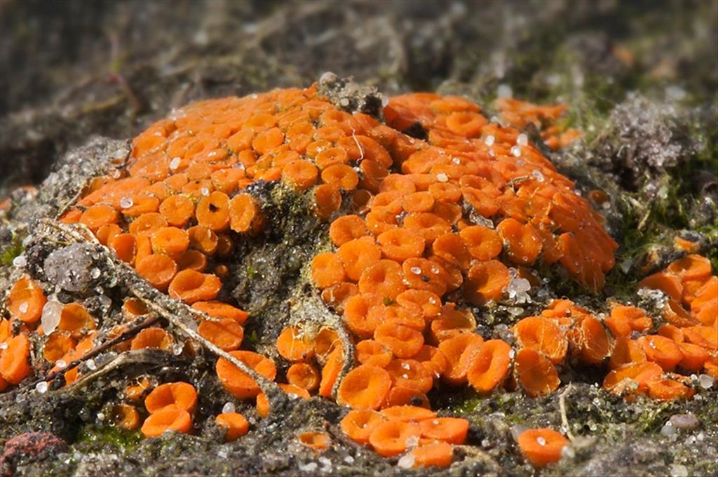 Kotlabaea deformis (door Gerben Winkel)