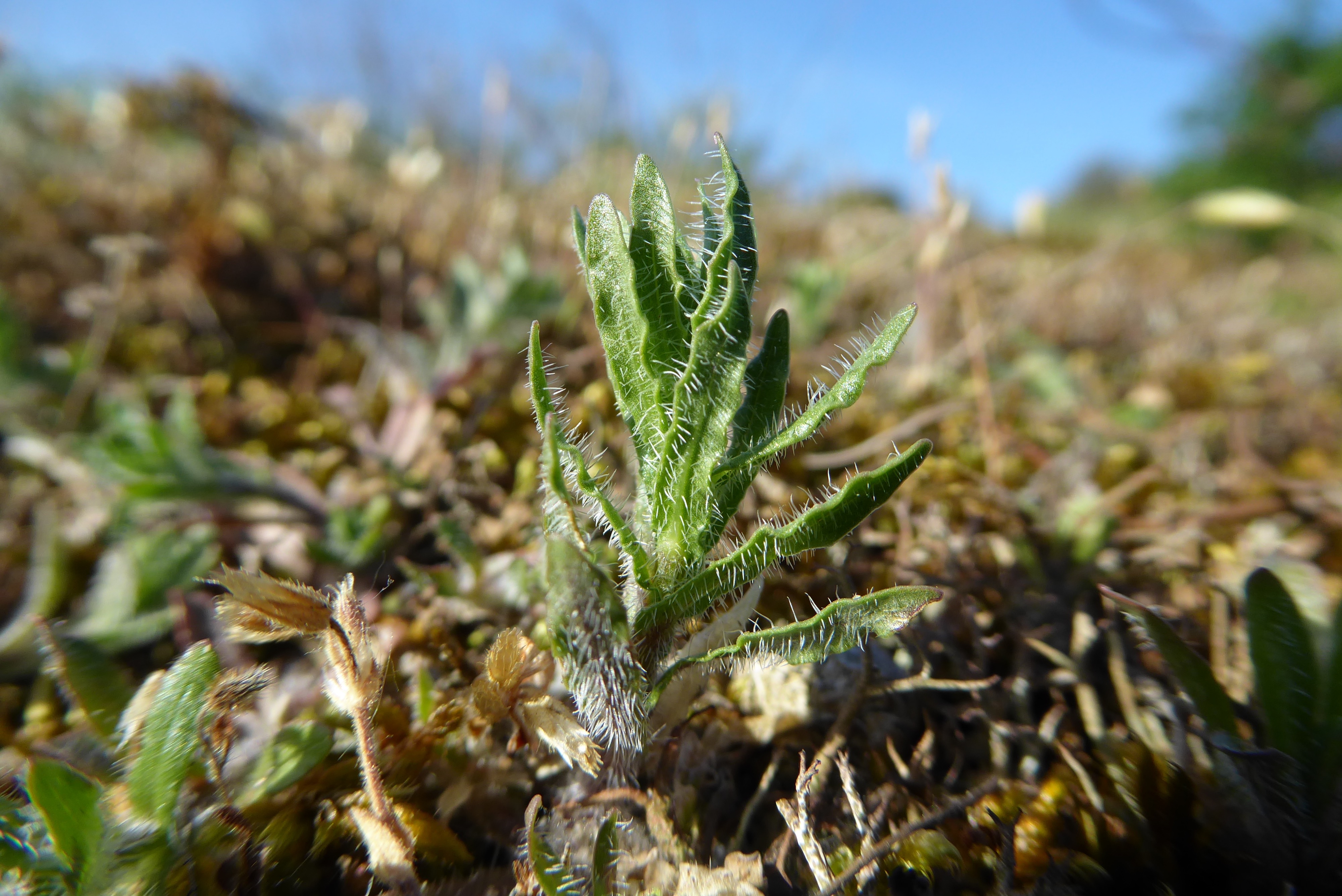 Jasione montana (door Koen van Zoest)