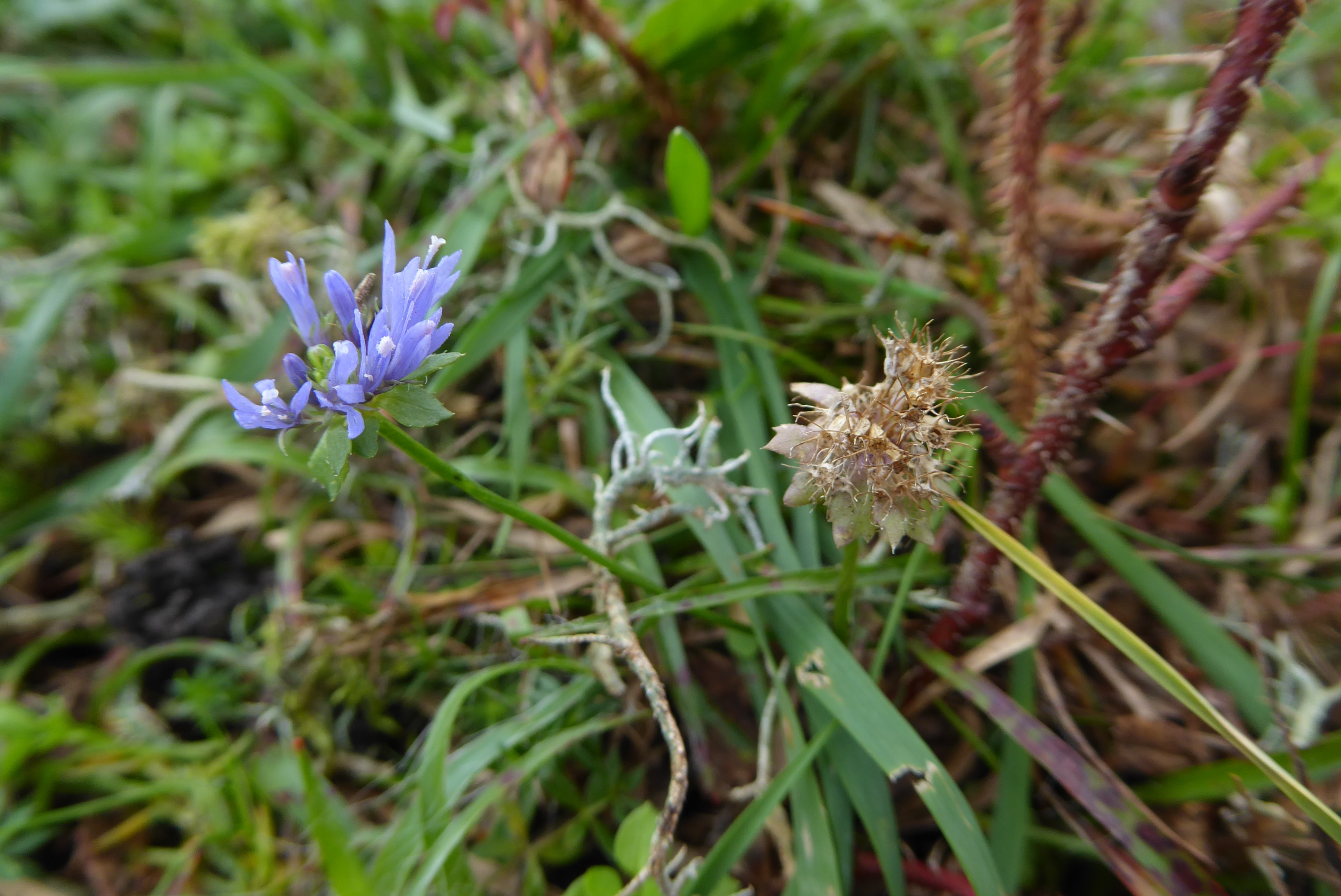 Jasione montana (door Koen van Zoest)