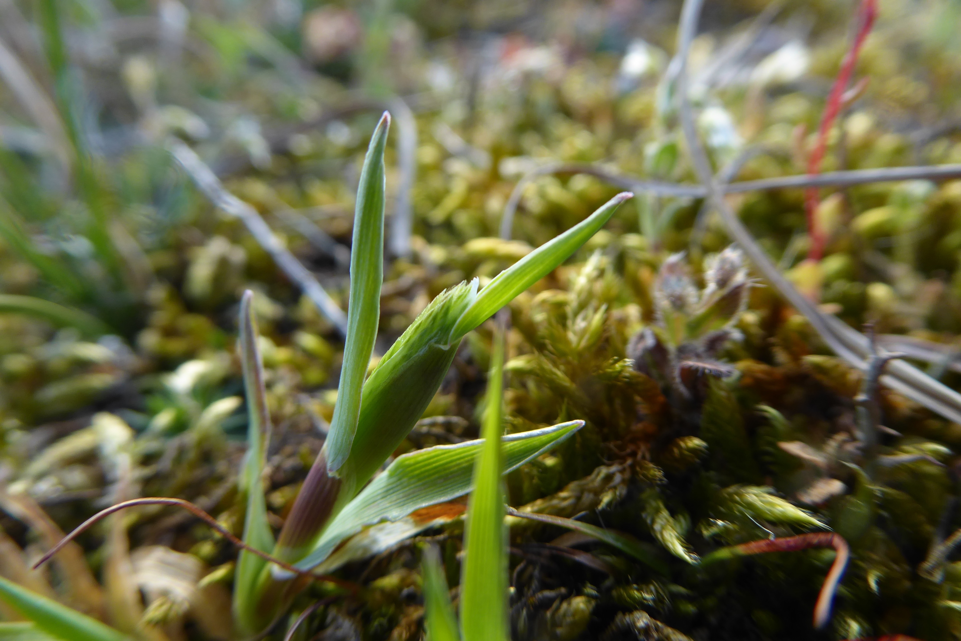 Phleum arenarium (door Koen van Zoest)