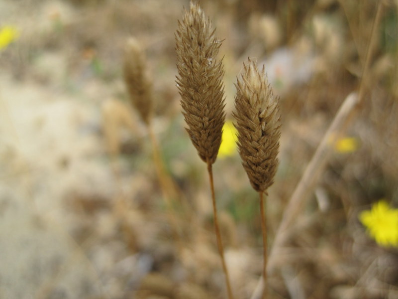 Phleum arenarium (door Grada Menting)