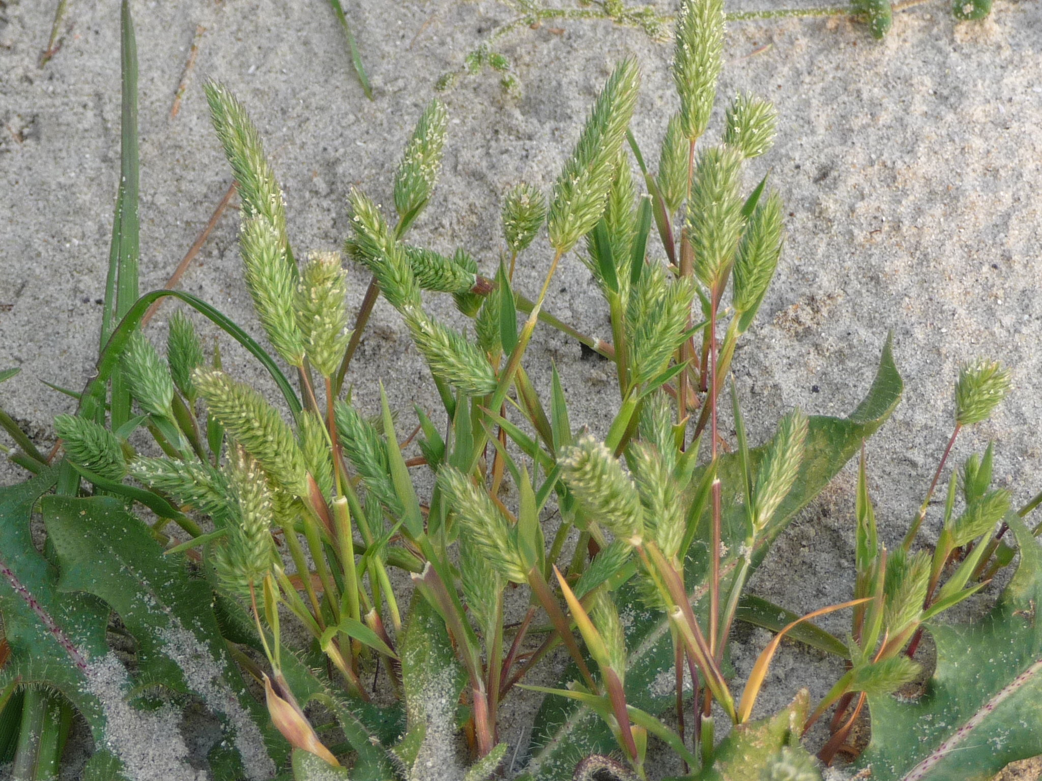 Phleum arenarium (door Nelly Koens)