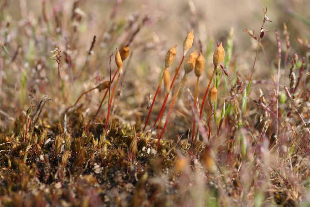 Polytrichum juniperinum (door Niko Buiten)