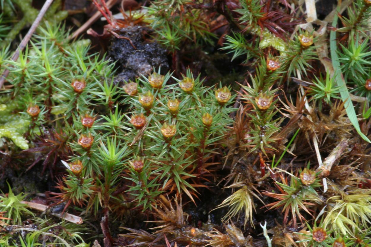 Polytrichum juniperinum (door Niko Buiten)