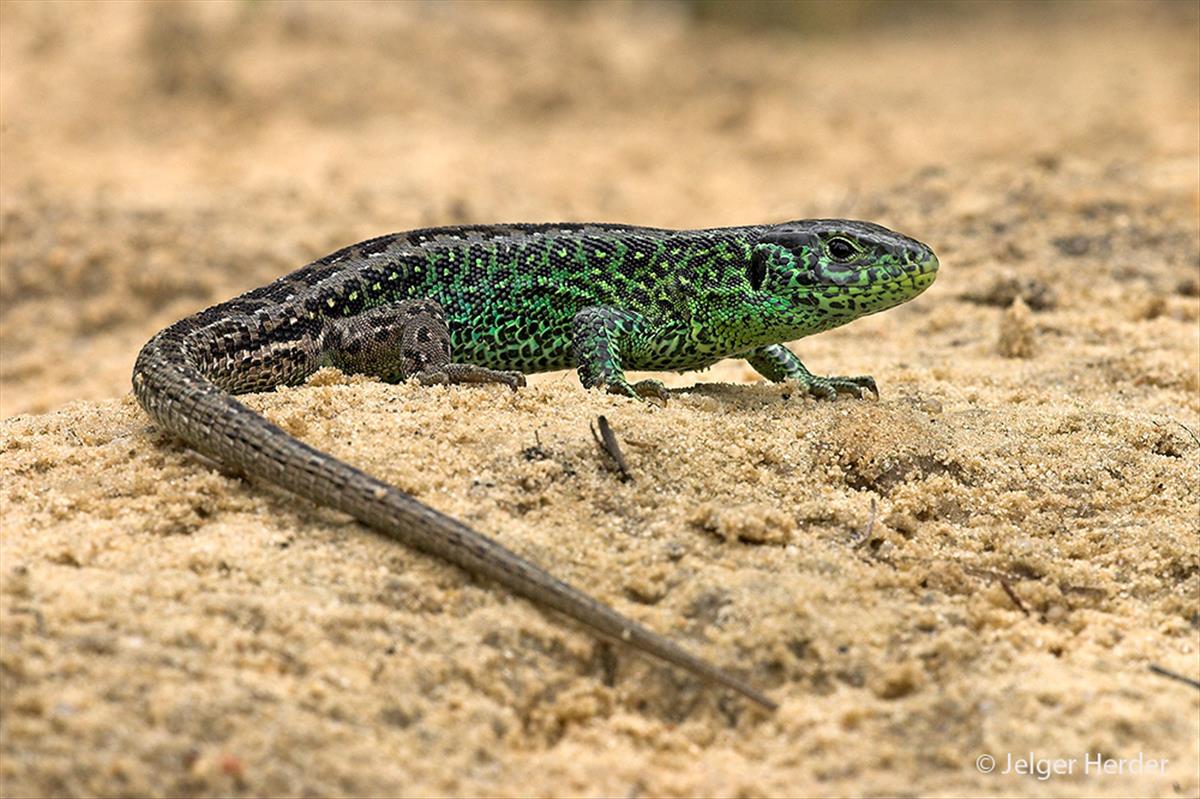 Lacerta agilis (door Jelger Herder)