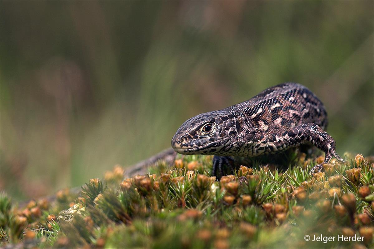 Lacerta agilis (door Jelger Herder)