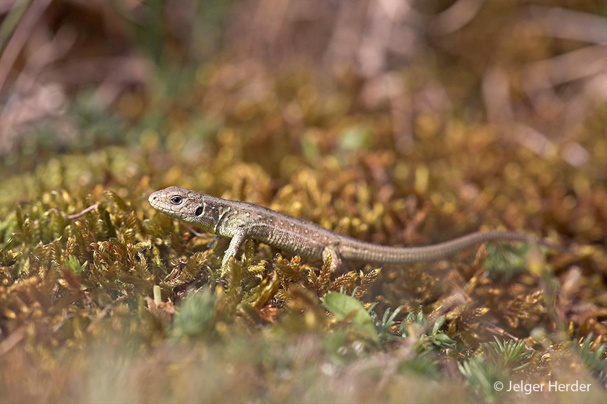 Lacerta agilis (door Jelger Herder)