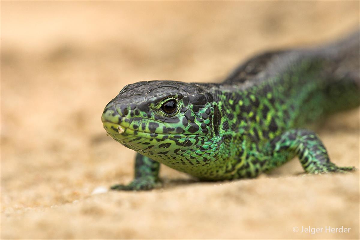 Lacerta agilis (door Jelger Herder)