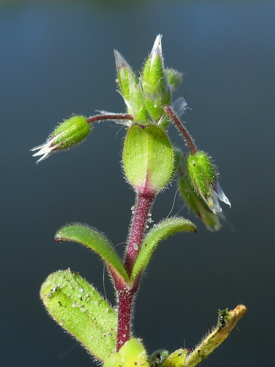 Cerastium semidecandrum (door Grada Menting)