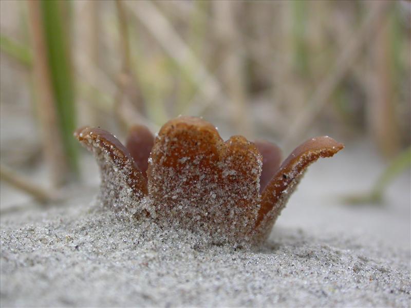 Peziza ammophila (door Evert Ruiter)