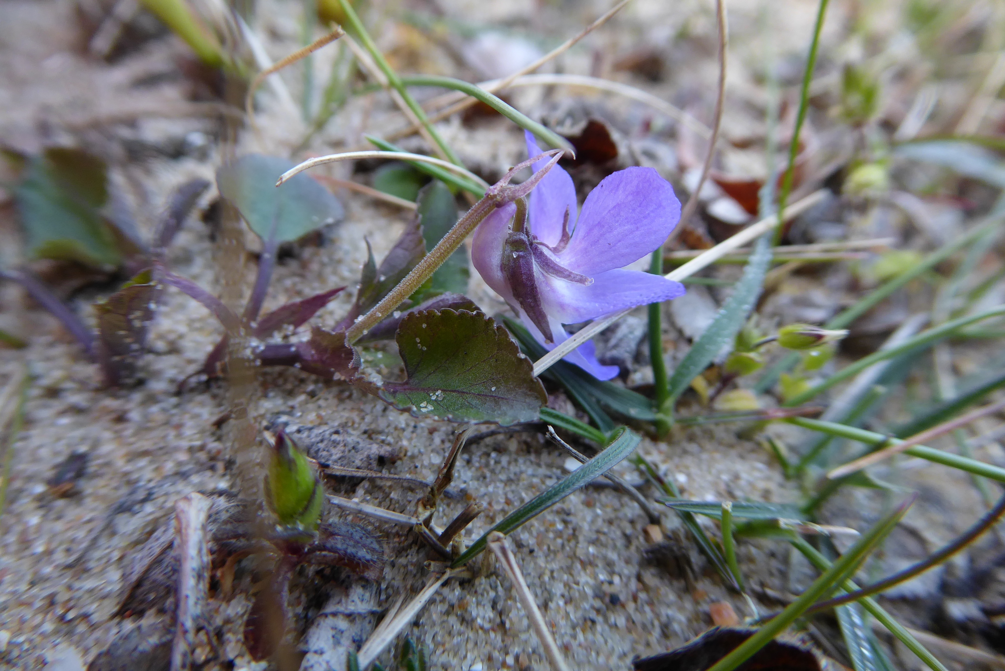 Viola rupestris (door Koen van Zoest)