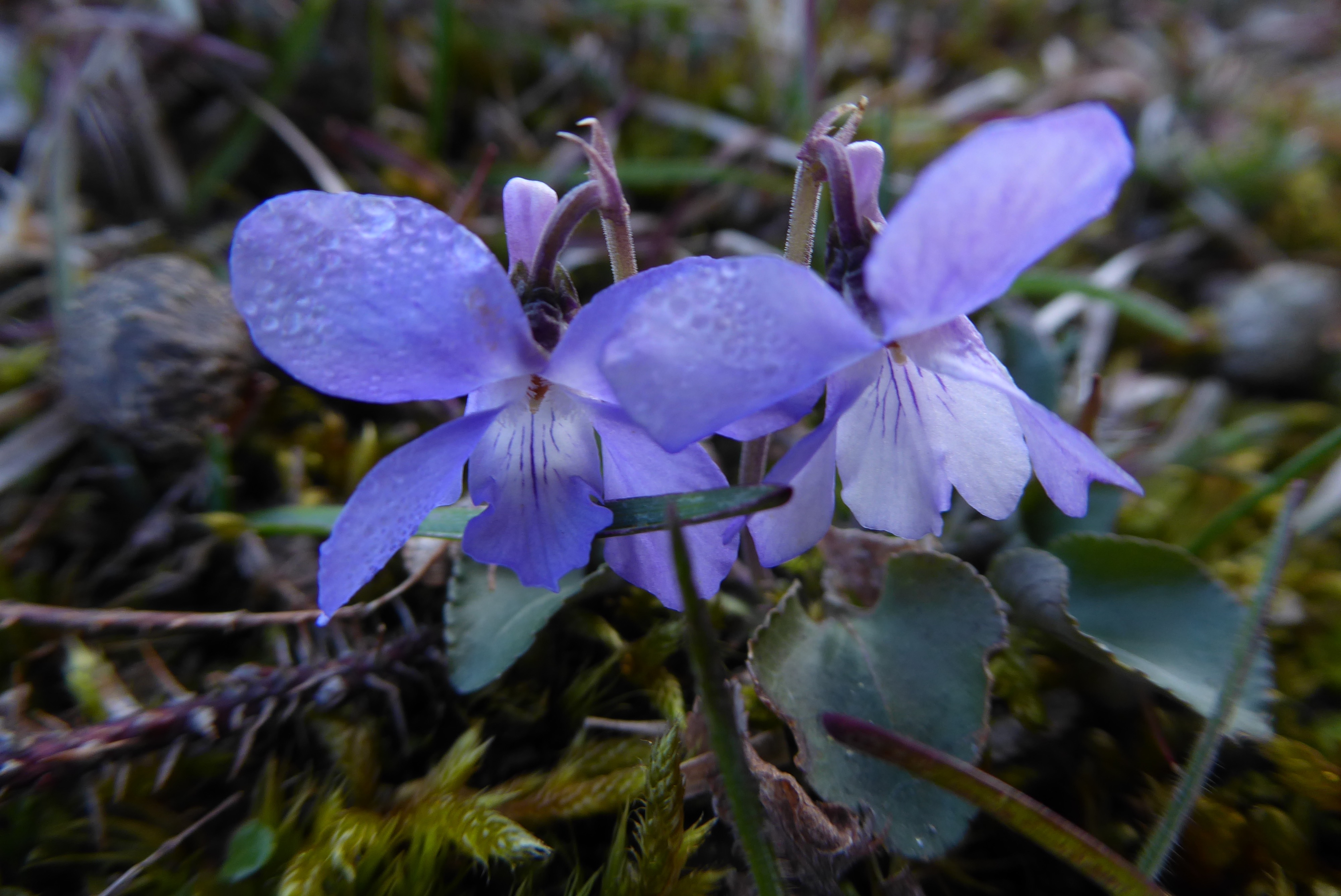 Viola rupestris (door Koen van Zoest)