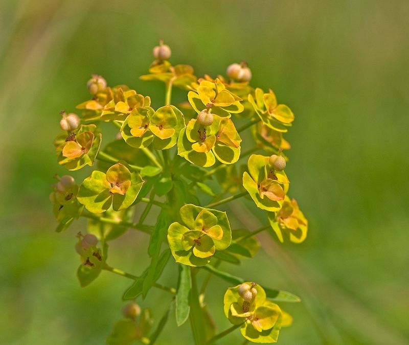 Euphorbia seguieriana (door Wijnand van Buuren)