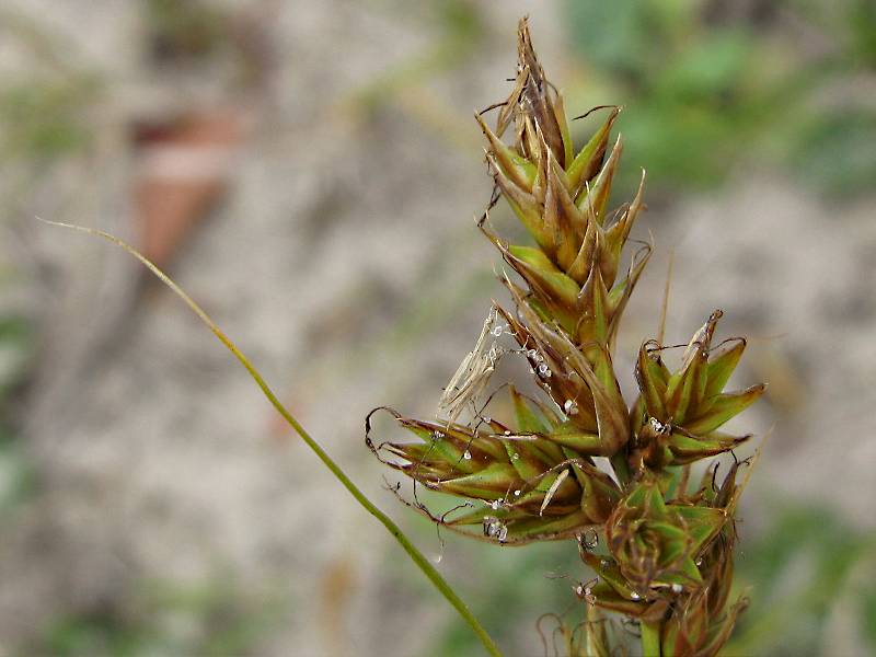 Carex arenaria (door Grada Menting)